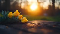 Yellow tulips on rustic wooden surface at sunset, with golden sunlight creating magical bokeh effect and warm atmospheric mood. Perfect for spring seasonal designs.