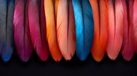 Vibrant multicolored feathers arranged in row on black background showcase rich hues of pink, orange, blue and red creating striking pattern for decorative design.