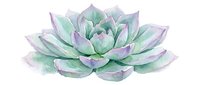 Watercolor succulent plant with layered petals in soft purple and green tones, isolated on white background for design projects and botanical illustrations.