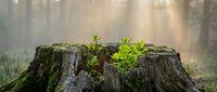 New life emerging from old tree stump with green plants growing through weathered wood in misty forest setting symbolizing renewal and resilience.