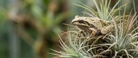 Small brown frog perched on spiky air plant with blurred green foliage background in natural outdoor garden setting for wildlife and nature themes.