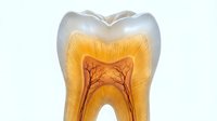 Cross-section of human tooth showing internal anatomy with pulp chamber, dentin layers, and root canals on white background for dental education materials.