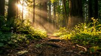 Sunlight streams through tall forest trees, illuminating a woodland path surrounded by lush green vegetation and natural undergrowth. Use for nature, travel, and environmental projects.