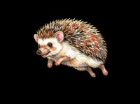 Cute hedgehog illustration isolated on transparent background, ready for t-shirt design, stickers, clipart, print on demand, and sublimation projects.