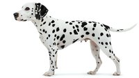 Dalmatian dog with black spots standing in profile on white background, isolated for design use on merchandise, apparel, and marketing materials.