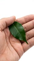 Cupped hands gently holding single fresh green leaf on white background symbolizing environmental care and natural protection concept.