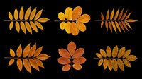 Autumn foliage collection featuring six isolated leaf arrangements in warm golden, orange, and brown tones. Transparent background, ready for t-shirts, clipart, stickers, sublimation, and print-on-demand designs.