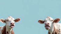 Playful white and brown dairy cows with funny expressions against blue sky background, looking at camera with tongues out and curious faces. Farm animal portrait.