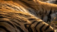 Close-up of tiger fur texture with warm golden-brown striped pattern and natural lighting, suitable for wildlife and nature backgrounds.