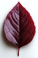Red autumn leaf with detailed texture and veins isolated on white background for seasonal design projects and nature concepts.