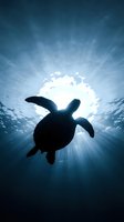 Sea turtle silhouette swimming upward toward sunlight filtering through ocean water, suitable for marine life, nature, and environmental conservation projects.