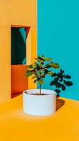 Small plant in white round pot against vibrant yellow and turquoise walls creating geometric shadows, minimalist composition with strong color contrast.