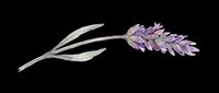 Watercolor lavender sprig with purple blooms and green leaves, isolated on transparent background, ready for stickers, t-shirt design, and print on demand.