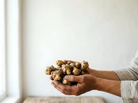 Hands holding fresh ginger root against neutral background. Suitable for culinary, wellness, organic food, and cooking-related design projects.