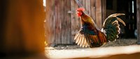 Rooster with vibrant red and gold plumage standing in sunlit farmyard near wooden barn door, displaying characteristic tail feathers and alert posture for agricultural and rural themes.