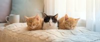 Three adorable kittens resting together on a cozy knitted blanket at home, two ginger and one black and white, in soft natural light.