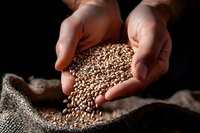 Hands holding raw wheat grains over burlap sack against dark background, showcasing agricultural harvest and natural cereal production.