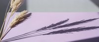 Dried wheat and rye stalks casting long shadows on soft lavender background, suitable for organic, natural, and agricultural design projects.
