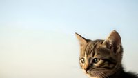 Adorable tabby kitten with striking green eyes gazing curiously against soft gradient background for pet care and animal lover designs.