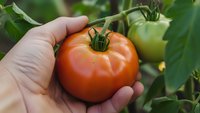 Hand holding fresh ripe red tomato in garden with green unripe tomatoes on vine in background. Organic homegrown vegetable harvest concept.
