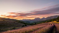 Stunning sunset over lavender fields and vineyard terraces in mountain valley with dramatic purple and orange sky creating peaceful agricultural landscape.