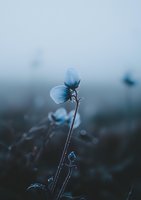Delicate frost-covered wildflower silhouetted against misty morning backdrop in moody blue tones, creating atmospheric nature photography with shallow depth of field.