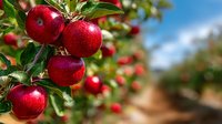 Fresh red apples growing on tree branch in orchard with blurred background. Ripe fruit harvest in autumn season with sunlight.
