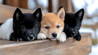 Three adorable Shiba Inu puppies lying together on wooden surface, black and tan colored young dogs with pointed ears looking at camera for pet care content.
