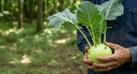 Farmer holding fresh kohlrabi with green leaves in hands outdoors, harvesting organic vegetables in garden or farm setting.