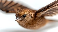Brown sparrow in flight with wings spread against white background, isolated for design use on merchandise, web graphics, and educational materials.