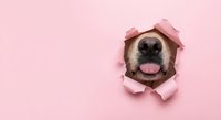 Adorable dog nose and tongue peeking through torn pink paper hole, playful pet portrait for greeting cards, social media posts, and pet-related designs.