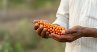 Farmer holding fresh orange berries in hands outdoors, agricultural harvest and farming concept for food production and sustainable agriculture.