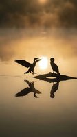 Silhouetted cormorants perched on a rock in calm water at sunrise, with golden sunlight reflecting on the surface and dramatic cloudy sky overhead. Wildlife scene.