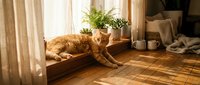 Ginger tabby cat stretching on wooden floor near window with potted plants and natural sunlight for home decor and pet lifestyle content.