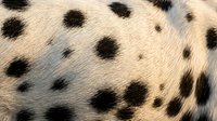 Close-up of cheetah fur showing distinctive black spots on golden coat texture for wildlife photography and nature design projects.