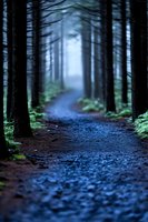 Misty forest path with dark tree silhouettes and blue atmospheric fog creating mysterious woodland scene. Ground covered in gravel leads into ethereal distance.