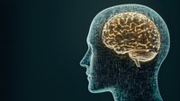 Glowing brain inside transparent human head profile showing neural connections and anatomy. Digital medical visualization on dark background.