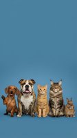 Group of domestic pets sitting together on blue background including dogs cats and rabbit for veterinary and animal care concepts.