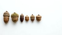 Isolated acorns in various stages of maturity arranged in a row on white background, suitable for botanical illustrations, educational materials, and design projects.