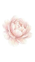 Watercolor peony flower in soft pink tones isolated on white background for wedding invitations, greeting cards, botanical art and feminine design projects.