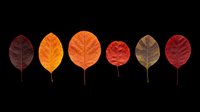 Seven colorful autumn leaves in red, orange, and brown tones, isolated on transparent background. Ready for T-shirt design, stickers, clipart, and print on demand.