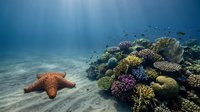 Vibrant coral reef ecosystem with orange starfish on sandy ocean floor, colorful marine life, underwater tropical paradise for diving and snorkeling adventures.
