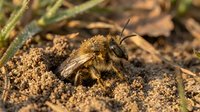 Solitary mining bee emerging from underground burrow in natural soil habitat with detailed macro photography showing fuzzy brown body and wings.