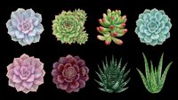 Succulent plants collection featuring eight isolated varieties in pink, green, and teal tones. Transparent background, ready for clipart, t-shirt design, stickers, and print-on-demand projects.