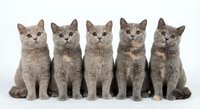 Five adorable gray British Shorthair kittens sitting in perfect row on white background, isolated studio portrait of purebred cats for pet design.