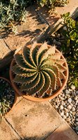 Spiral cactus succulent plant in terracotta pot on stone patio with warm sunlight creating natural shadows among desert garden landscaping.