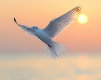 Graceful white dove with spread wings soaring against orange sunset sky, sun glowing through delicate feathers creating ethereal atmosphere and peaceful mood.