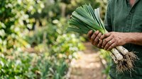 Farmer holding freshly harvested green onions with soil-covered roots in vegetable garden, organic produce picking and sustainable agriculture.