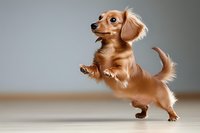 Playful long-haired dachshund puppy jumping and dancing on hind legs against neutral background, showing active movement and joyful expression.