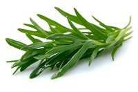 Fresh tarragon herb sprig with bright green aromatic leaves isolated on white background, culinary ingredient for French cuisine and gourmet cooking.
